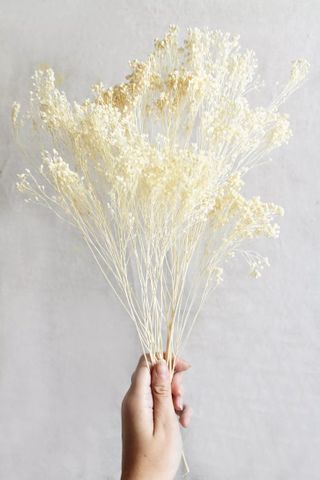 Roxanne's Dried Flowers, Bleached Gypsophila Bloom