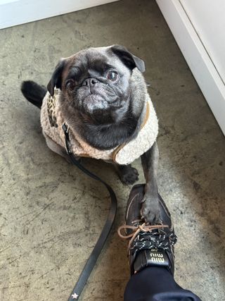 Dog miu miu shoes